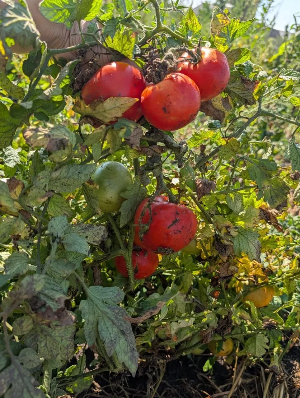 Кумир 2