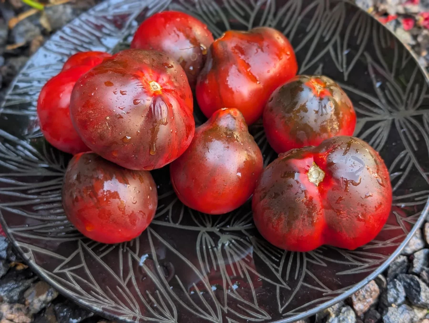 Синя груша Духова