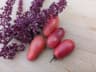Казкова фея