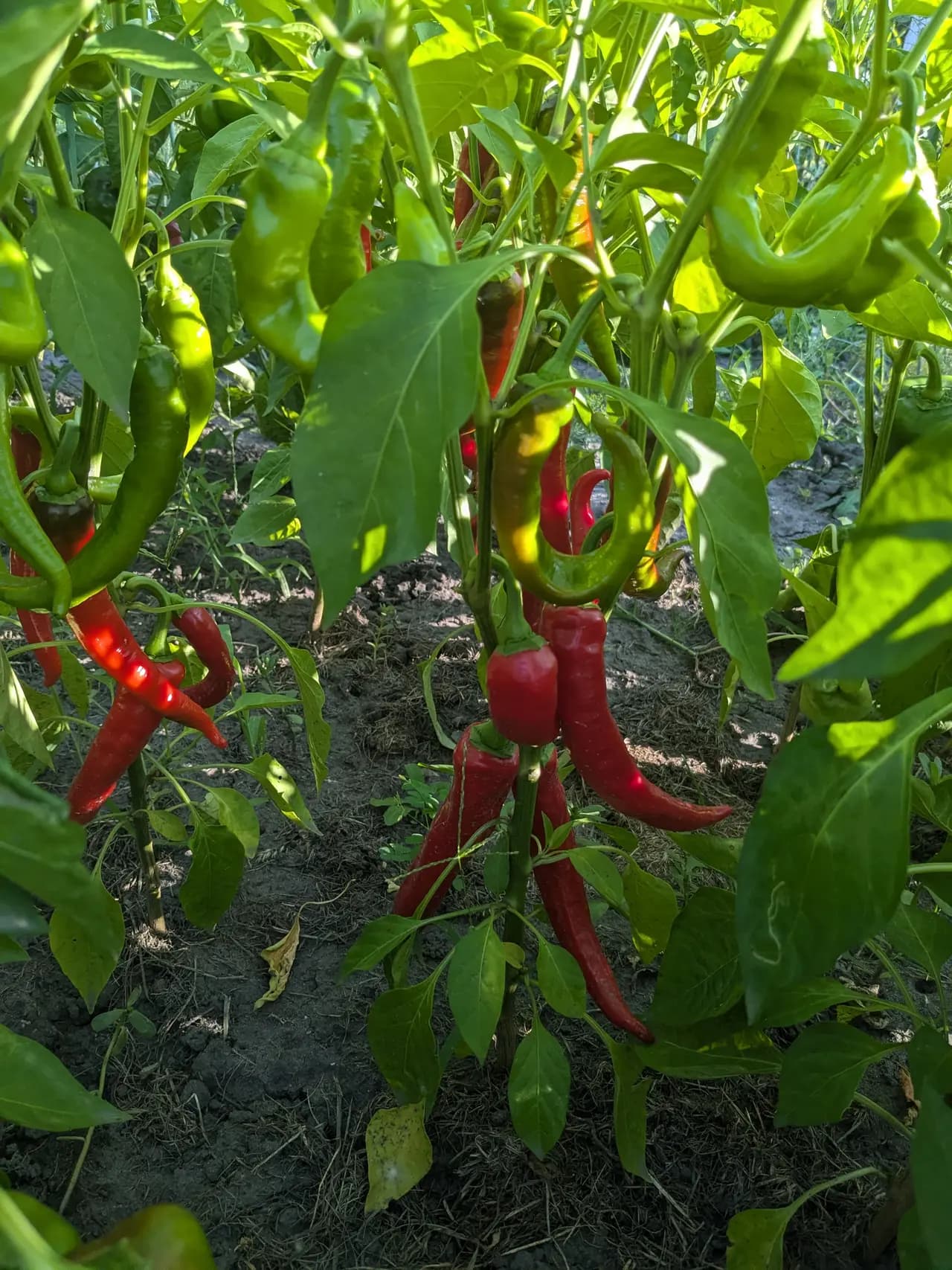 Стиглі червоні перці на кущі серед зеленого листя